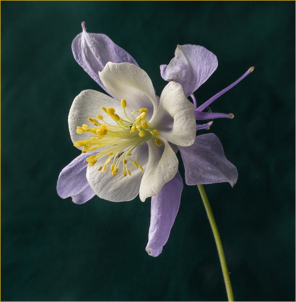 Aquilegia Cerulean